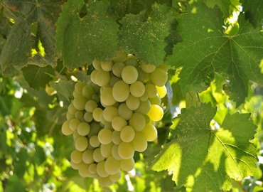 Fresh white seedless grapes ready for export
