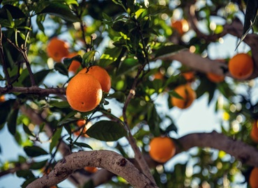 Fresh Valencia and Navel oranges from South Africa and China