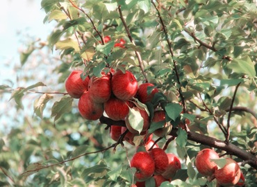 Fresh Royal Gala apples sourced from South Africa and China