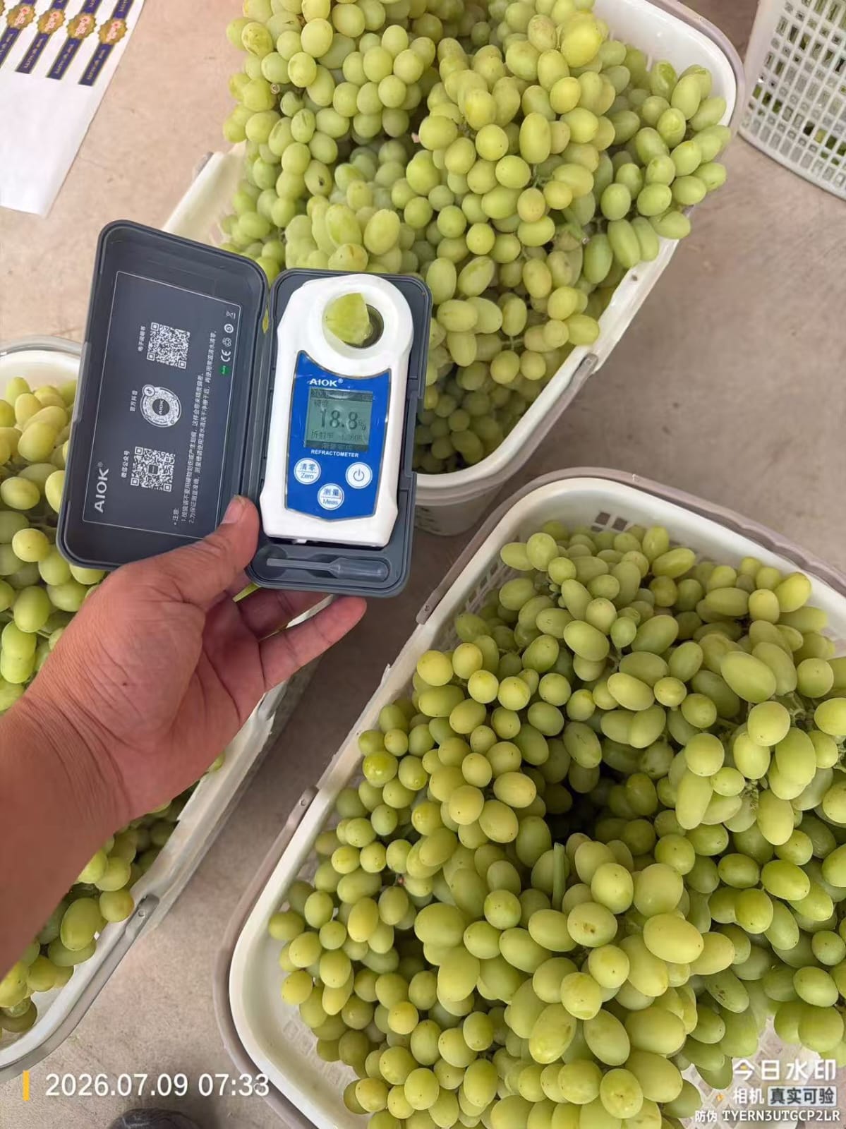 Grapes White