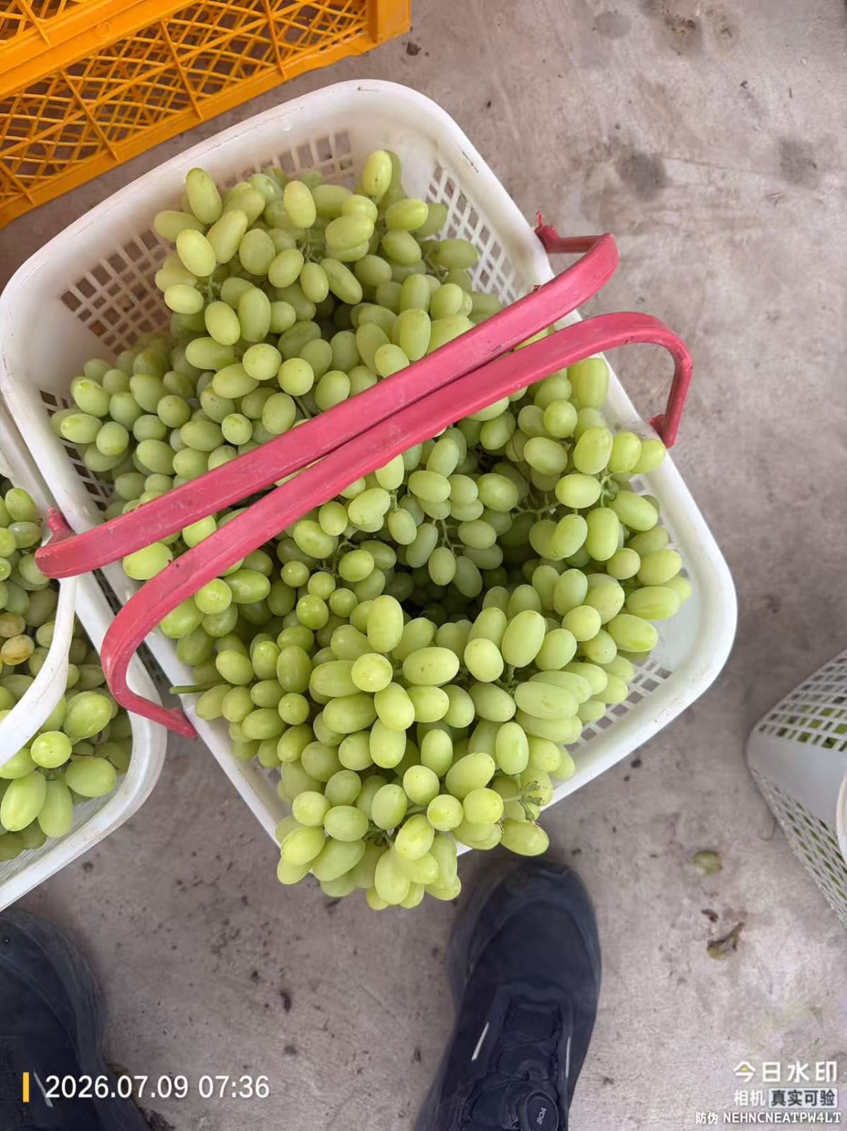 Grapes White 2