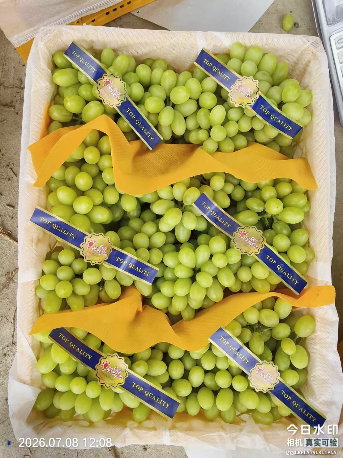 Grapes White 4