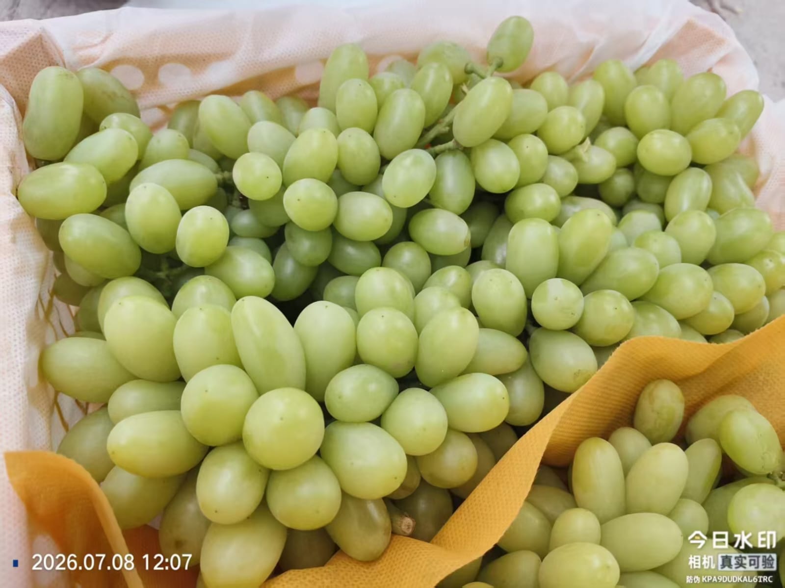 Grapes White 5